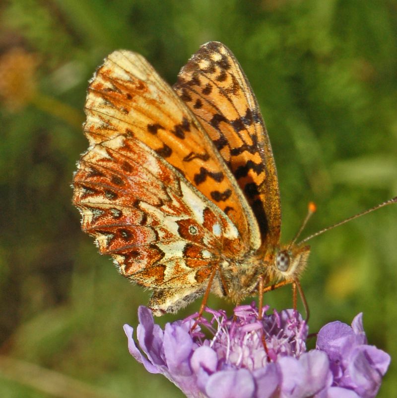 Boloria dia, Brenthis ino e Boloria titania - Nymphalidae